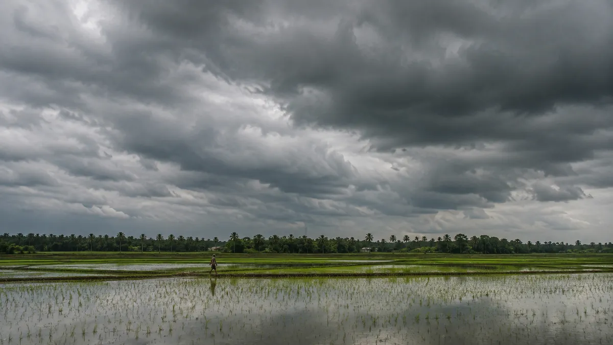 Storm clouds gather over flooded paddy fields.